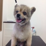 ポメラニアン　タイガ君２６７